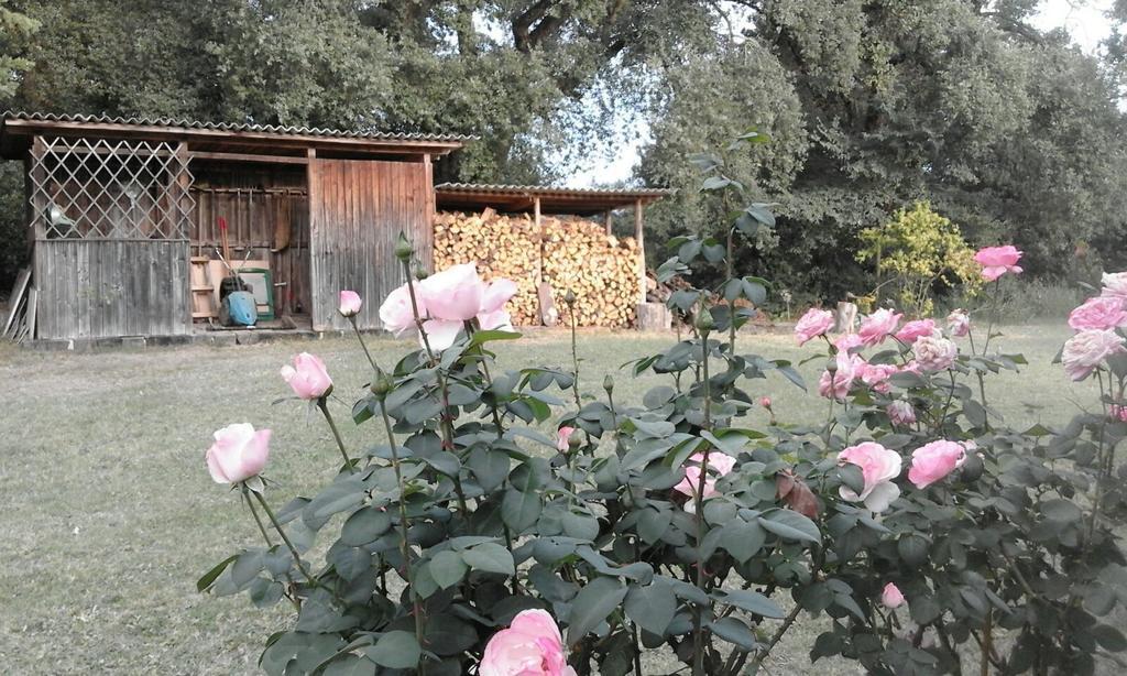 Artenatura BeB Terranuova Bracciolini Exterior foto